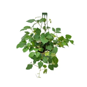 Grape Ivy Live Plant – 6-inch Hanging Basket – Cissus rhombifolia Houseplant - Image 6