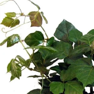 Grape Ivy Plant - Cissus rhombifolia - Live Houseplant - 4 Inch Pot - Image 2