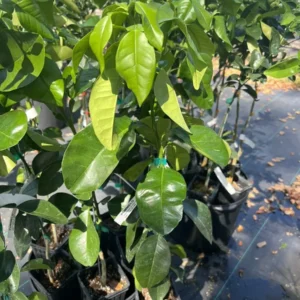 Grapefruit Pummelo Tree - 3ft Grafted Citrus Live Plant for Outdoor Growing - Image 4