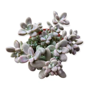 Graptopetalum Allen Succulent Live Plant - Drought-Tolerant Indoor/Outdoor - Image 3