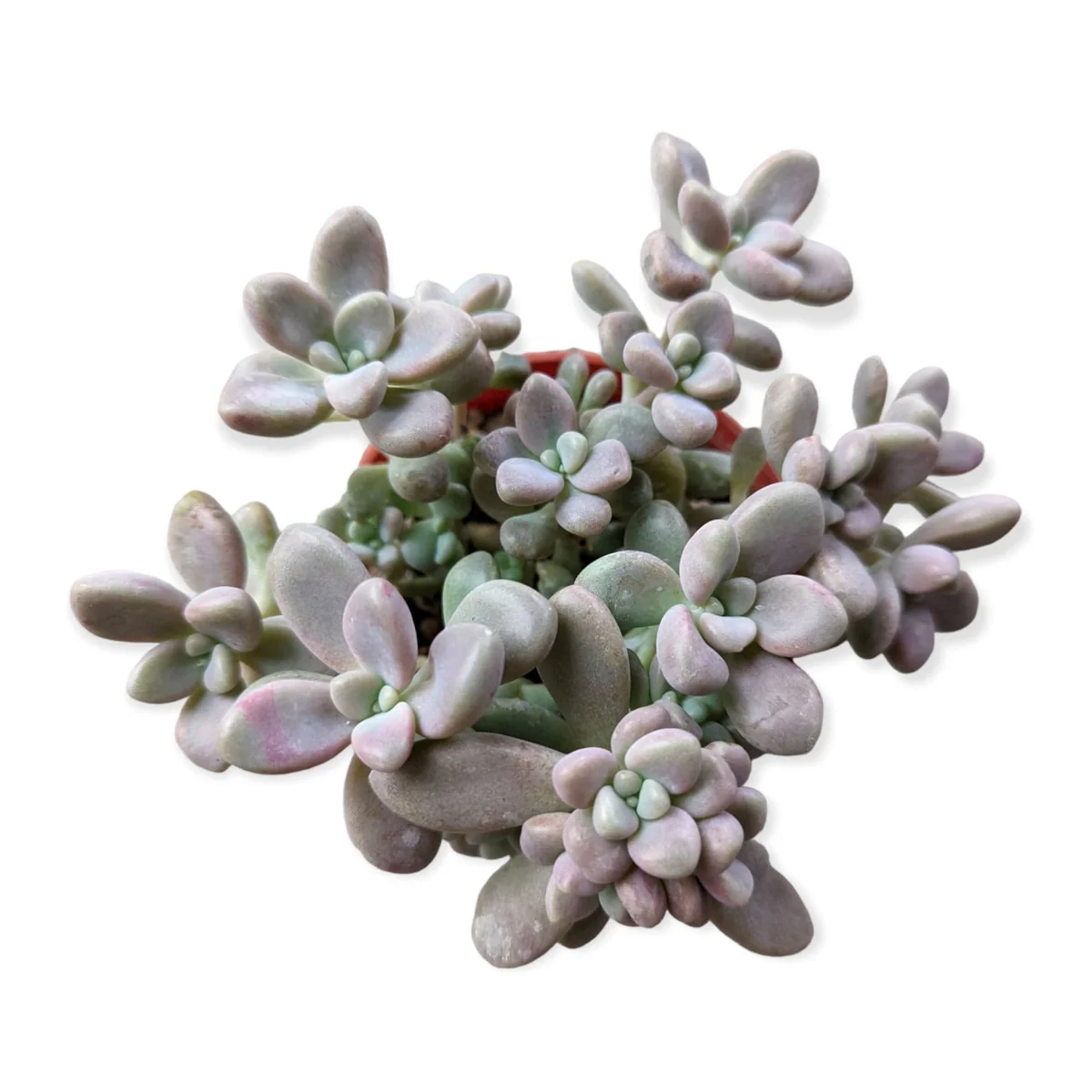 Graptopetalum Allen Succulent Live Plant - Drought-Tolerant Indoor/Outdoor - Image 3