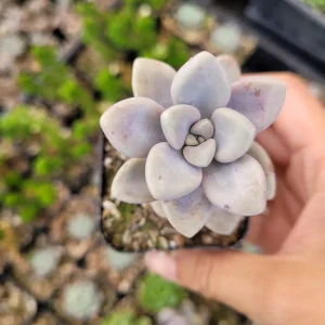 Graptopetalum Allen Succulent Live Plant - Drought-Tolerant Indoor/Outdoor - Image 1