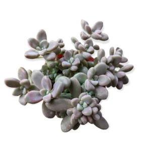 Graptopetalum Allen Succulent Live Plant - Drought-Tolerant Indoor/Outdoor - Image 4