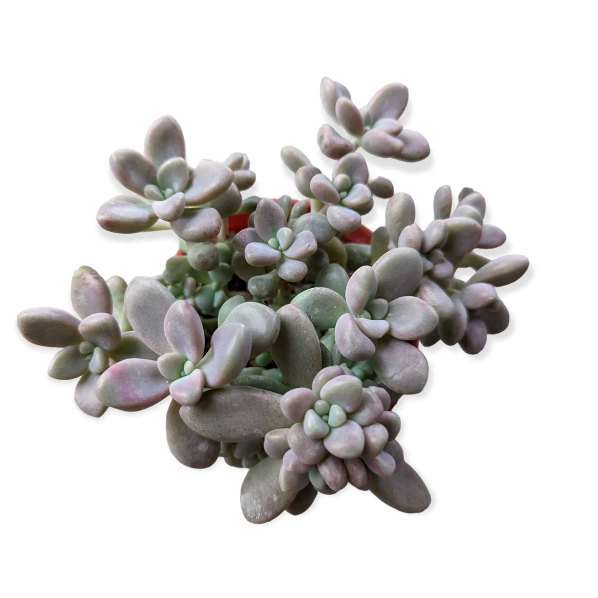 Graptopetalum Allen Succulent Live Plant - Drought-Tolerant Indoor/Outdoor - Image 4