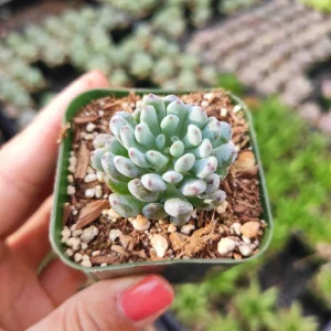 Graptopetalum 'Bluebean' Succulent Plant - Live, Potted, 2-4 Inch - Image 1