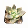 Graptopetalum paraguayense Blue Haze Succulent Plant - Live Indoor/Outdoor - Image 1