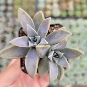 Graptopetalum paraguayense Blue Haze Succulent Plant - Live Indoor/Outdoor - Image 5