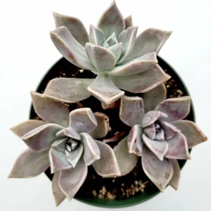 Graptopetalum paraguayense Blue Haze Succulent Plant - Live Indoor/Outdoor - Image 9