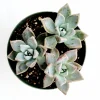 Graptopetalum paraguayense - Mother of Pearl Succulent Live Plant - Image 1