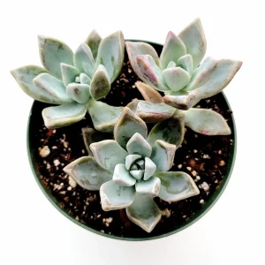 Graptopetalum paraguayense - Mother of Pearl Succulent Live Plant - Image 2