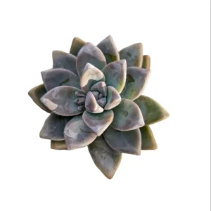 Graptopetalum paraguayense - Mother of Pearl Succulent Live Plant - Image 7