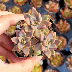 Graptosedum 'Alpenglow' Succulent Live Plant - Vibrant Red Foliage - 2-4 Inch Pot - Image 2