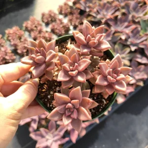 Graptosedum 'Alpenglow' Succulent Live Plant - Vibrant Red Foliage - 2-4 Inch Pot - Image 3