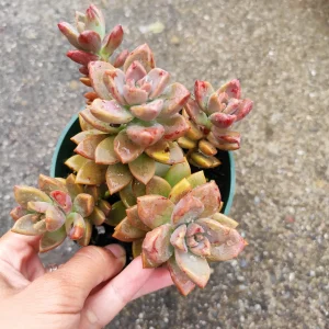 Graptosedum 'Alpenglow' Succulent Live Plant - Vibrant Red Foliage - 2-4 Inch Pot - Image 4