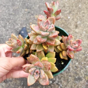 Graptosedum 'Alpenglow' Succulent Live Plant - Vibrant Red Foliage - 2-4 Inch Pot - Image 5
