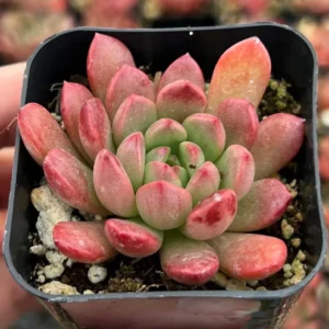 Graptoveria 