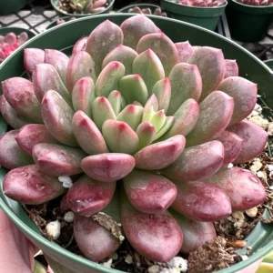 Graptoveria 
