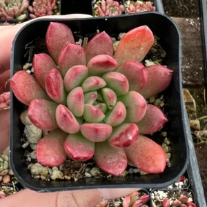 Graptoveria 