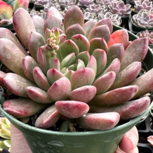 Graptoveria 