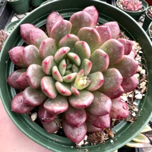 Graptoveria 