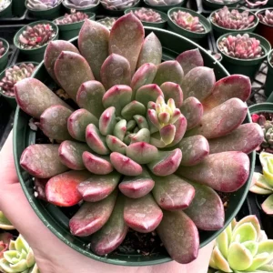 Graptoveria 
