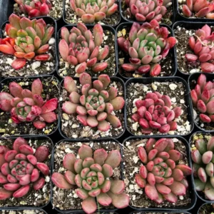 Graptoveria 