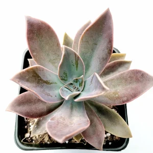 Graptoveria 'Fred Ives' Succulent Live Plant - Easy Care Potted Houseplant - Image 2