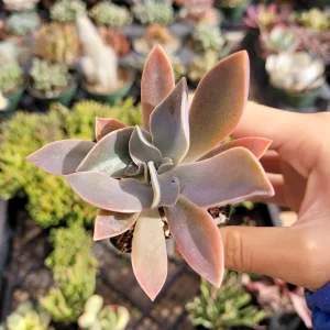Graptoveria 'Fred Ives' Succulent Live Plant - Easy Care Potted Houseplant - Image 3