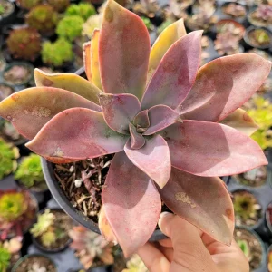 Graptoveria 'Fred Ives' Succulent Live Plant - Easy Care Potted Houseplant - Image 6