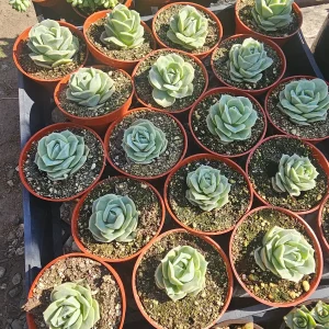 Graptoveria 'Lovely Rose' Succulent Live Plant – 2in or 4in Pot – Indoor/Outdoor - Image 4