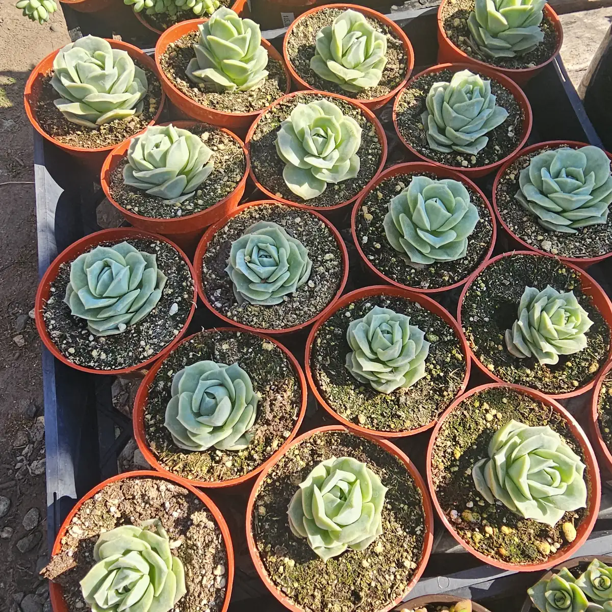 Graptoveria 'Lovely Rose' Succulent Live Plant – 2in or 4in Pot – Indoor/Outdoor - Image 4