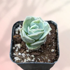 Graptoveria 'Lovely Rose' Succulent Plant - Live, Rare Korean Rosette - Image 1