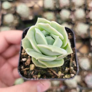 Graptoveria 'Lovely Rose' Succulent Plant - Live, Rare Korean Rosette - Image 4