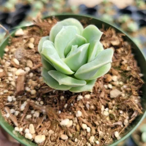 Graptoveria 'Lovely Rose' Succulent Plant - Live, Rare Korean Rosette - Image 6