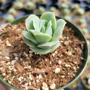 Graptoveria 'Lovely Rose' Succulent Plant - Live, Rare Korean Rosette - Image 7