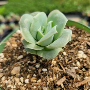 Graptoveria 'Lovely Rose' Succulent Plant - Live, Rare Korean Rosette - Image 8