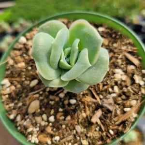 Graptoveria 'Lovely Rose' Succulent Plant - Live, Rare Korean Rosette - Image 9