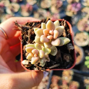 Graptoveria 'Mirinae' Live Succulent Plant - Easy Care Indoor Houseplant - Image 3
