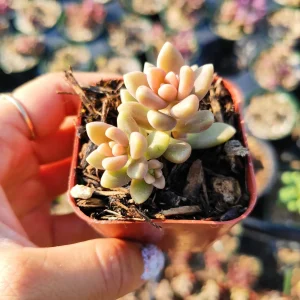 Graptoveria 'Mirinae' Live Succulent Plant - Easy Care Indoor Houseplant - Image 4