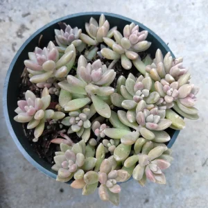 Graptoveria 'Mirinae' Live Succulent Plant - Easy Care Indoor Houseplant - Image 5