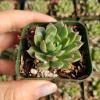 Graptoveria Olivia Succulent Plant – Live Indoor Succulent – Drought Tolerant - Image 1