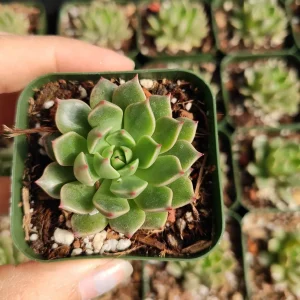 Graptoveria Olivia Succulent Plant – Live Indoor Succulent – Drought Tolerant - Image 2