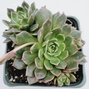 Graptoveria Olivia Succulent Plant – Live Indoor Succulent – Drought Tolerant - Image 3