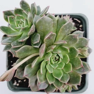 Graptoveria Olivia Succulent Plant – Live Indoor Succulent – Drought Tolerant - Image 4