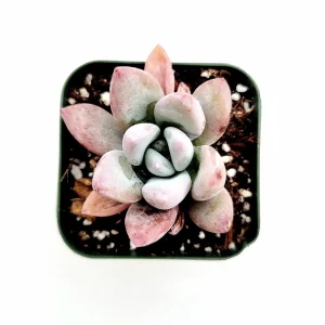 Graptoveria 'Opalina' Succulent Live Plant - Drought Tolerant - Image 2