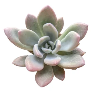 Graptoveria 'Opalina' Succulent Live Plant - Drought Tolerant - Image 5
