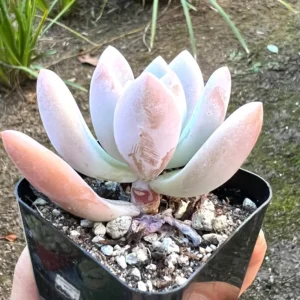Graptoveria Opalina Succulent Live Plant - Small Pink, 2.5 inch Pot - Image 2