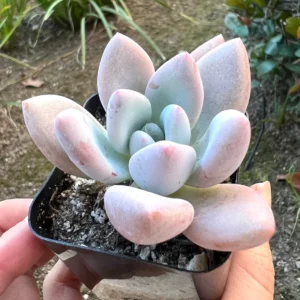 Graptoveria Opalina Succulent Live Plant - Small Pink, 2.5 inch Pot - Image 1
