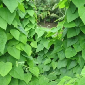 Grass Jelly Vine Live Plant - Mesona chinensis - Edible Herbal - 5-9" Tall - Image 2