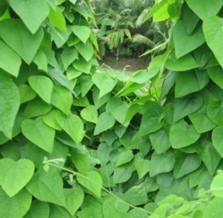 Grass Jelly Vine Live Plant - Mesona chinensis - Edible Herbal - 5-9" Tall - Image 2